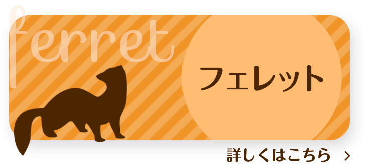 フェレット
