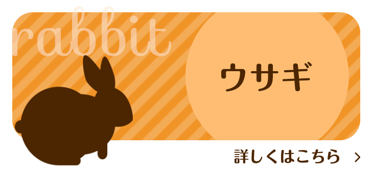 ウサギ